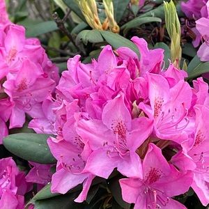 Meet your Posher, Zeynep